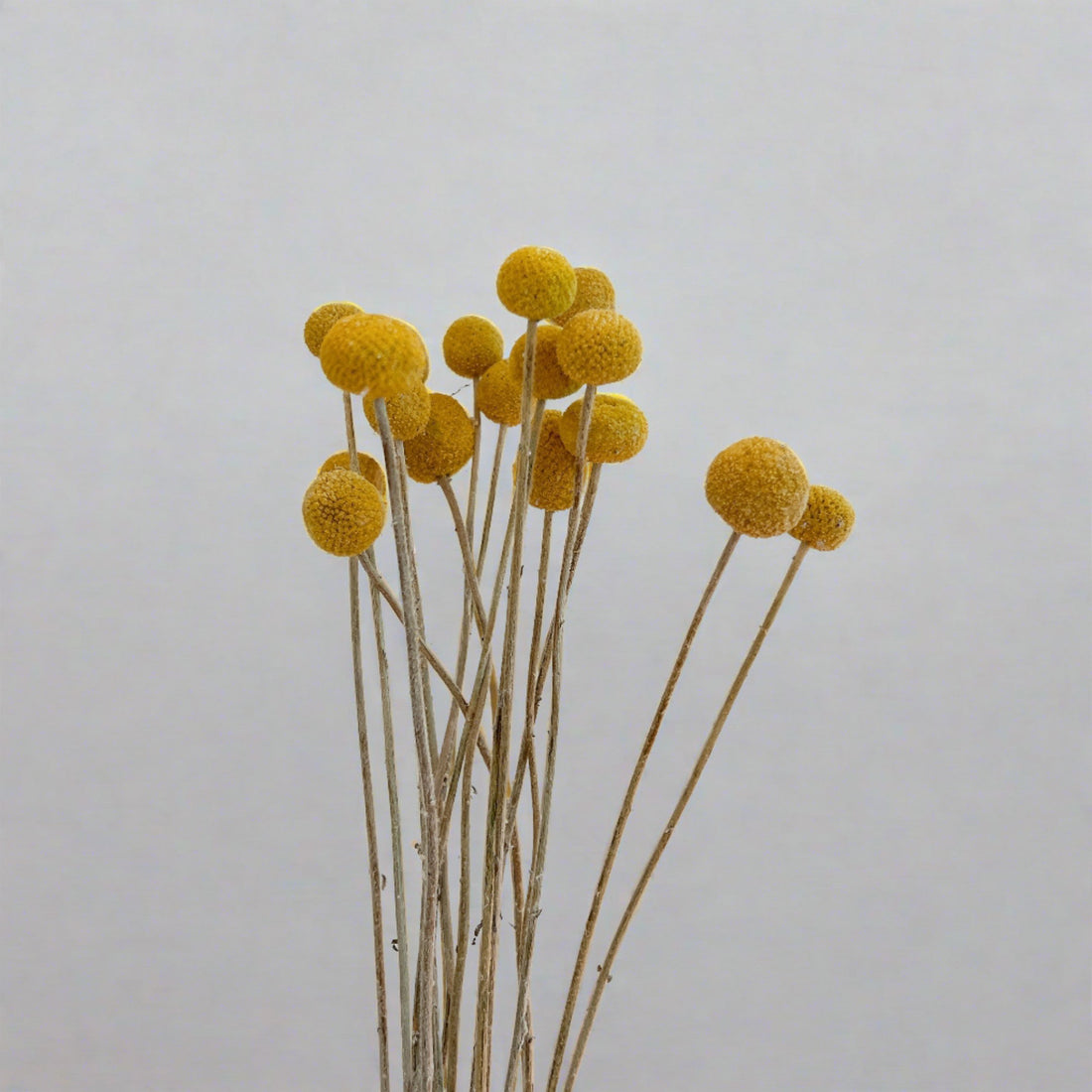 Craspedian Dried Flower Bouquet, Boho Chic Dried Flower Arrangement