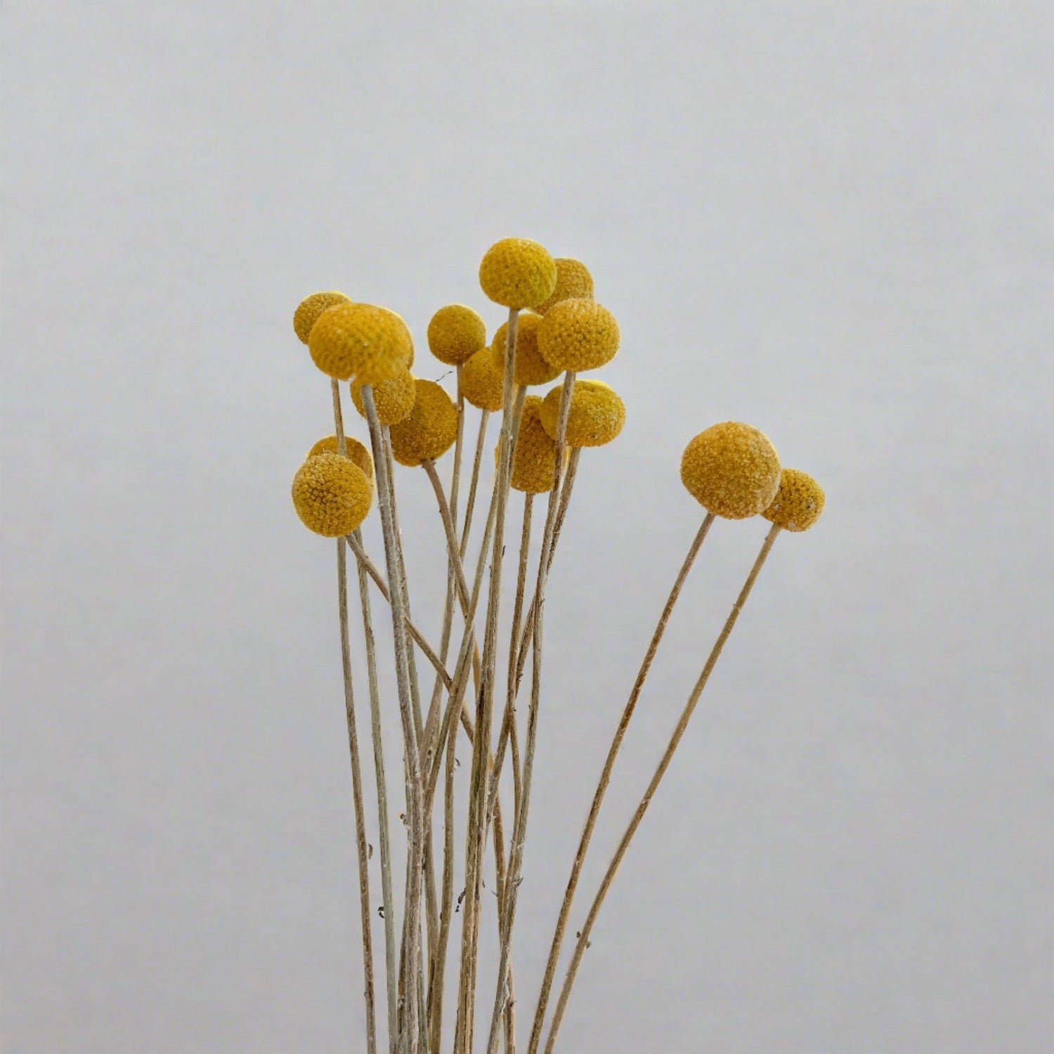 Craspedian Dried Flower Bouquet, Boho Chic Dried Flower Arrangement 