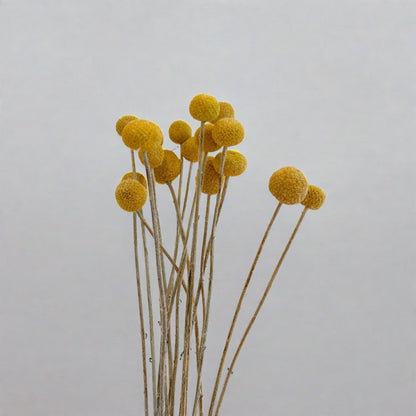 Craspedian Dried Flower Bouquet, Boho Chic Dried Flower Arrangement 
