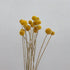 Craspedian Dried Flower Bouquet, Boho Chic Dried Flower Arrangement 