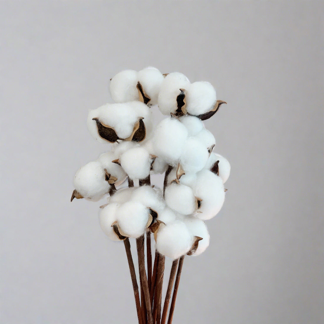 Cotton Flower Bouquet, 10 Stems Bunch Dried Bouquet, Home Office Decor